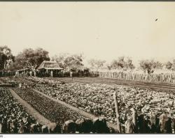 A Chinese Market Garden in Alice Srpings, 1901. SLSA: B 22485