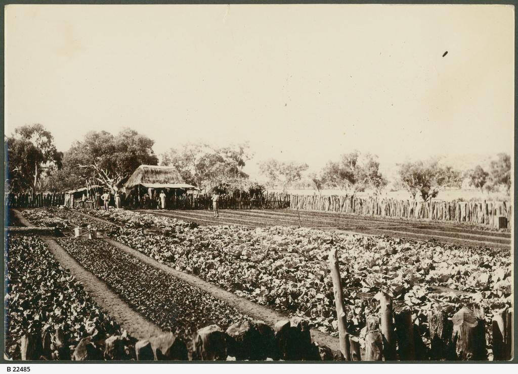 A Chinese Market Garden in Alice Srpings, 1901. SLSA: B 22485