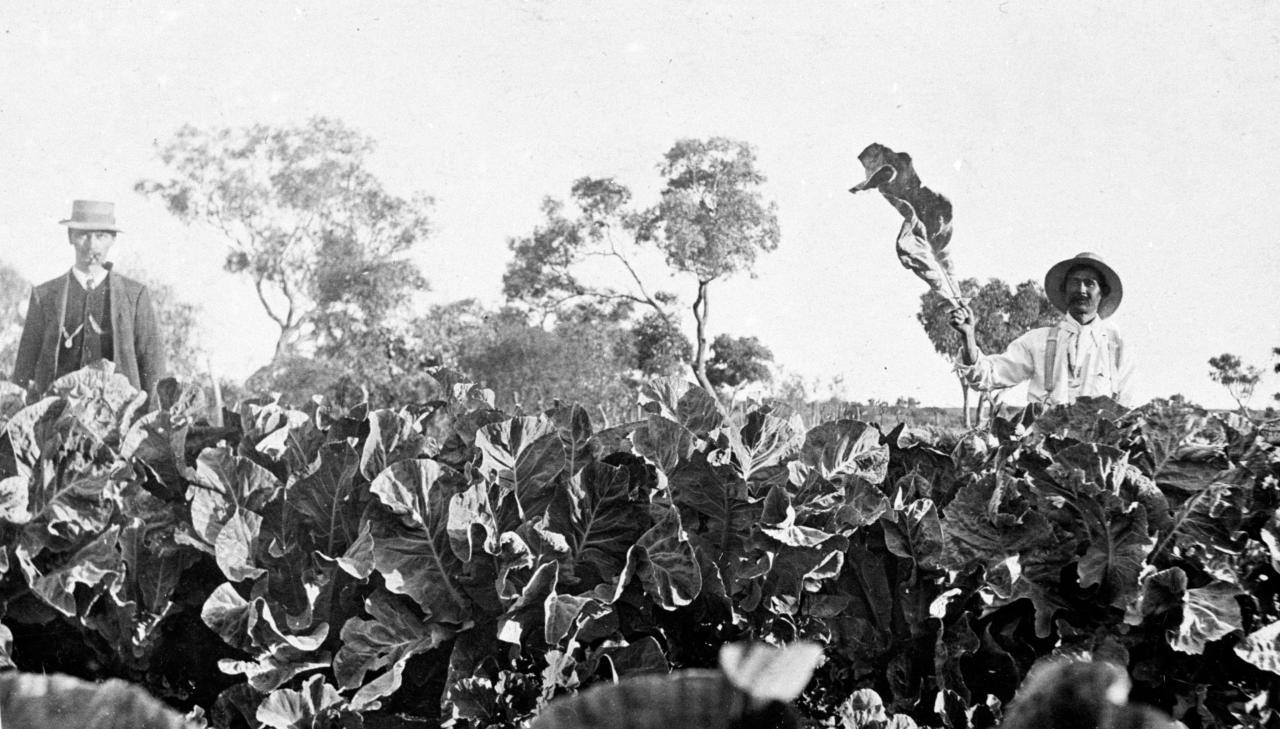 Ned Chong in his market garden. SLSA: B 50087