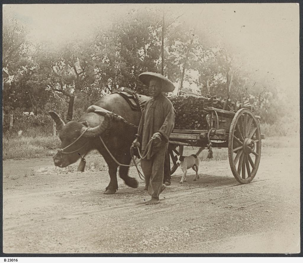 Chinese buffalo cart hauling bamboo in a wagon, 1920. SLSA: B 23016