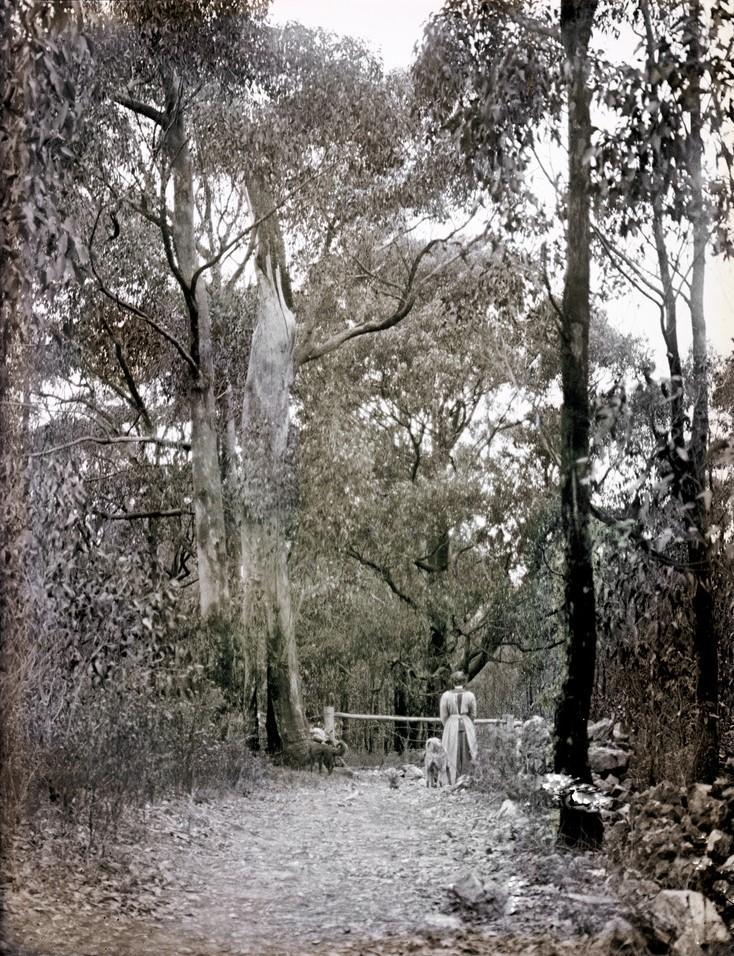 Helen Waterhouse with her two dogs under trees-Adelaide Hills trail-c1912