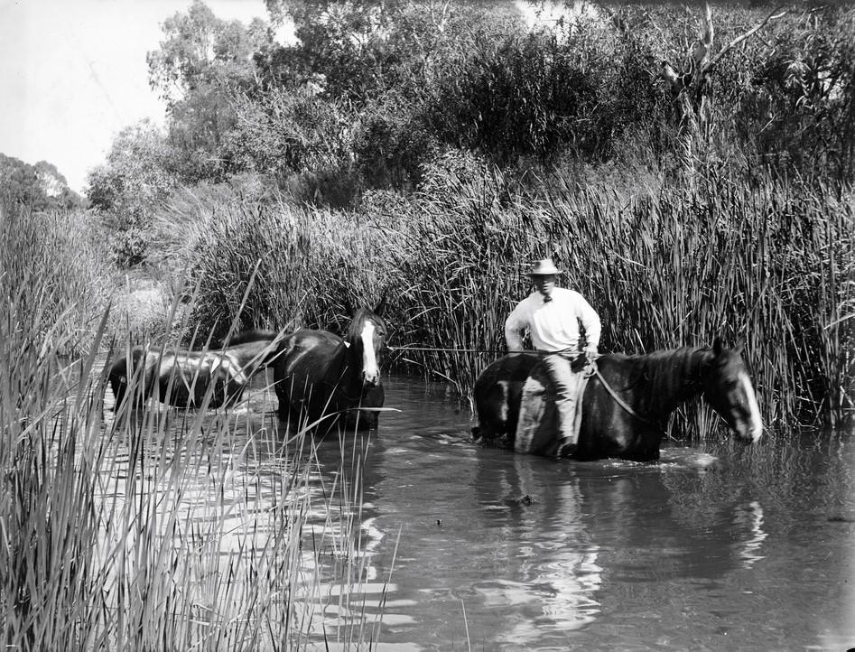 Man riding horse with two other horses in reeds River Torrens-c1920