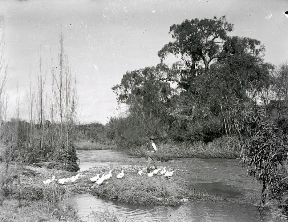 Riverbank fisherman nearly surrounded by a flock of light-coloured ducks-c1912