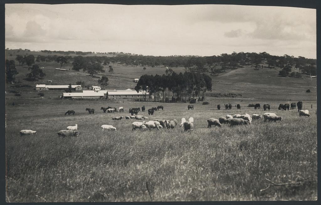 Sheep grazing at the Bungaree Station, c1875. SLSA: B 24043  