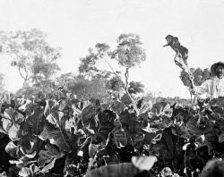 Ned Chong in his market garden. SLSA: B 50087