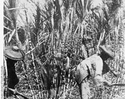 Men who immigrated from China cutting sugar cane on a plantation in the Northern Territory, 1896. SLSA: PRG 23/6/3/93 