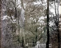 Helen Waterhouse with her two dogs under trees-Adelaide Hills trail-c1912