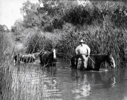 Man riding horse with two other horses in reeds River Torrens-c1920