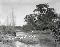 Riverbank fisherman nearly surrounded by a flock of light-coloured ducks-c1912