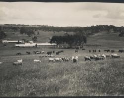 Sheep grazing at the Bungaree Station, c1875. SLSA: B 24043  