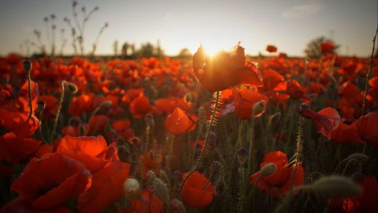 Poppies in field- Photographer-Javier-Canada