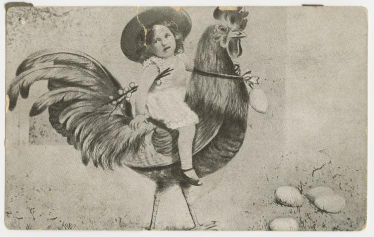 Novelty postcard of child riding rooster. SLSA: PRG 337/3/217